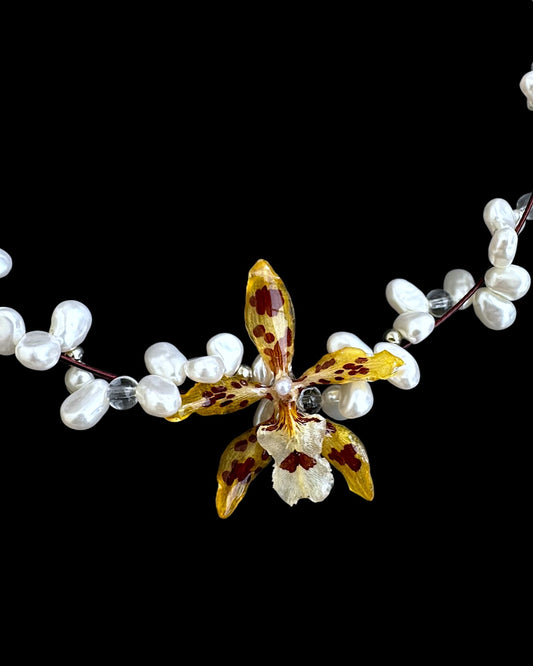 Léopard oncidium