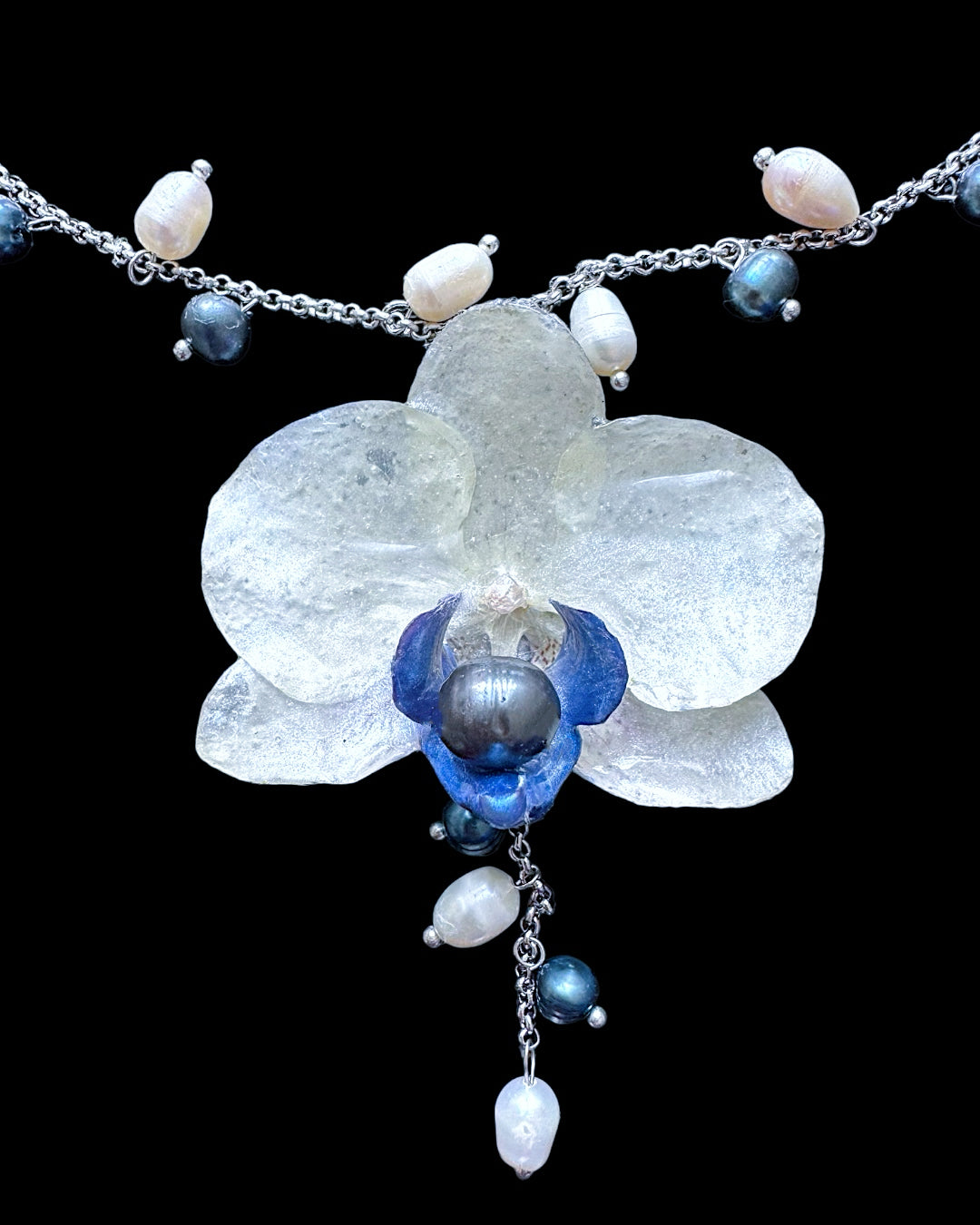 White & blue orchid
