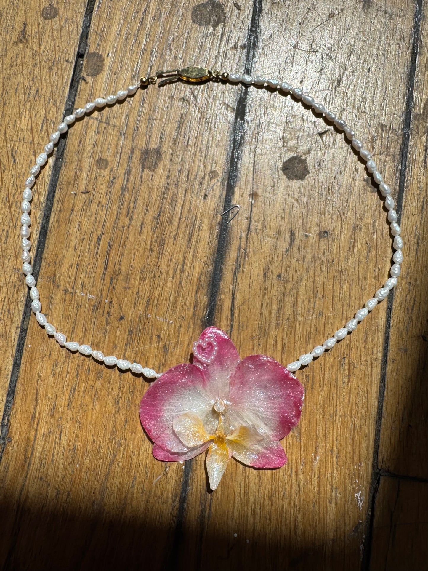 Pink glow orchid