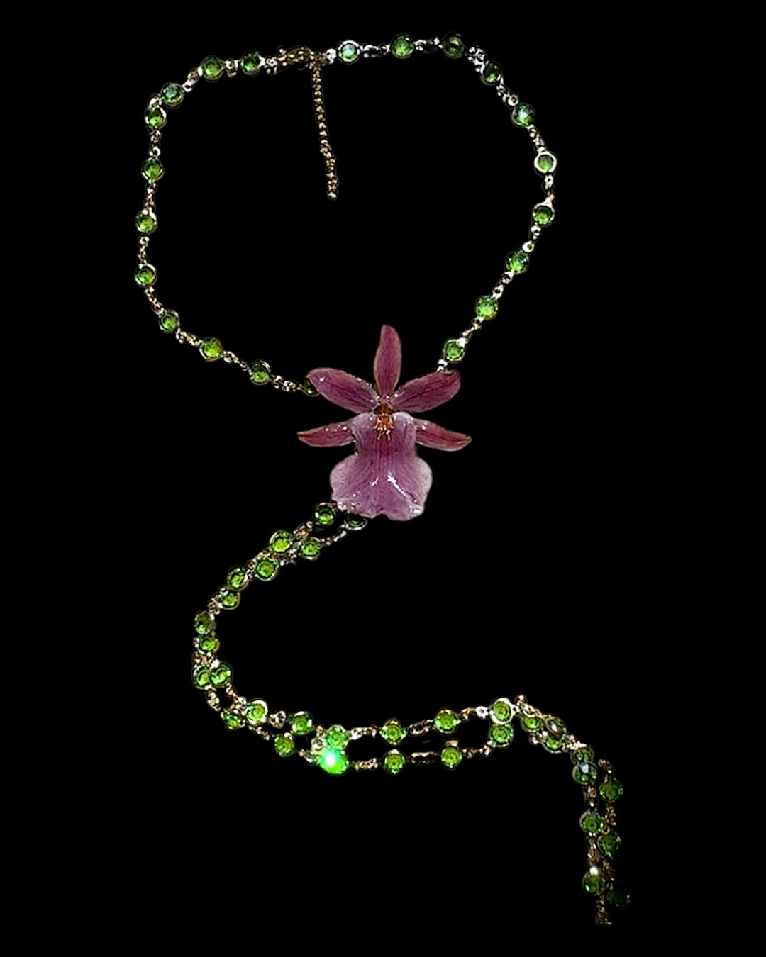 Burgundy oncidium