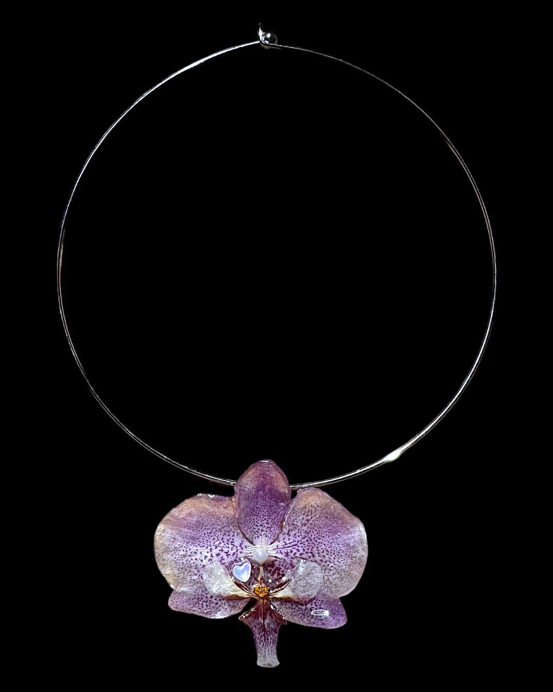 Lila Orchidee