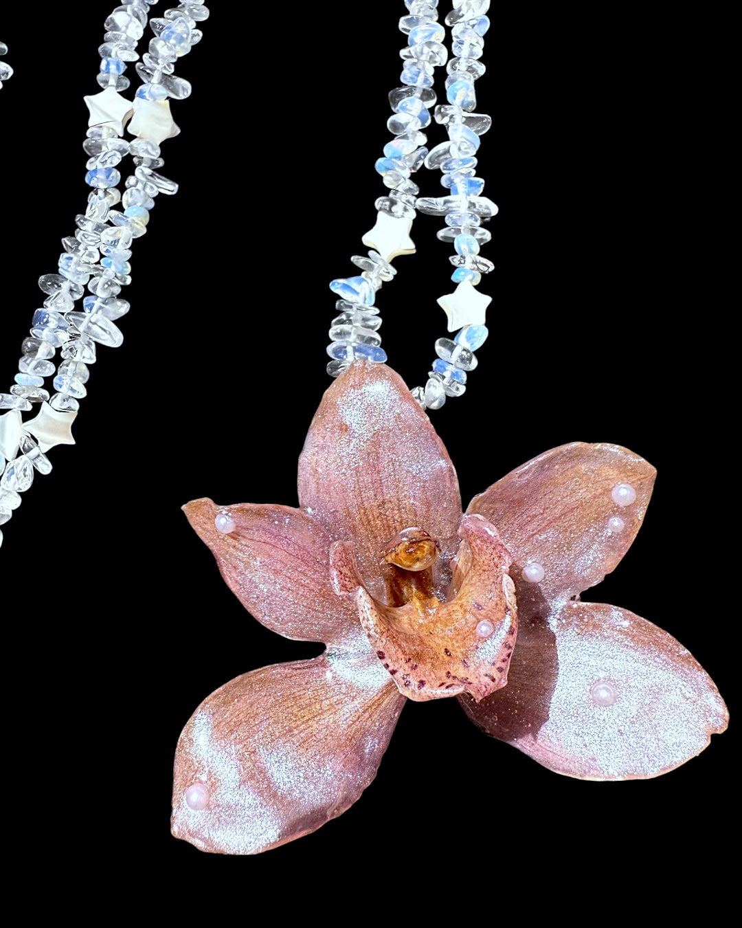 Stern-Cymbidium