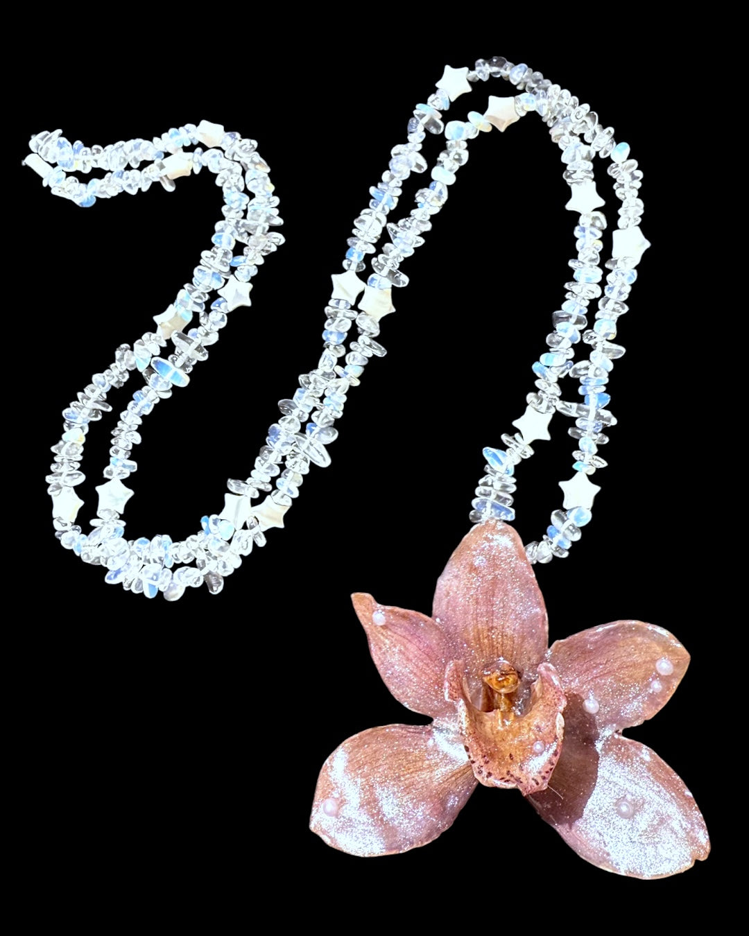 Stern-Cymbidium