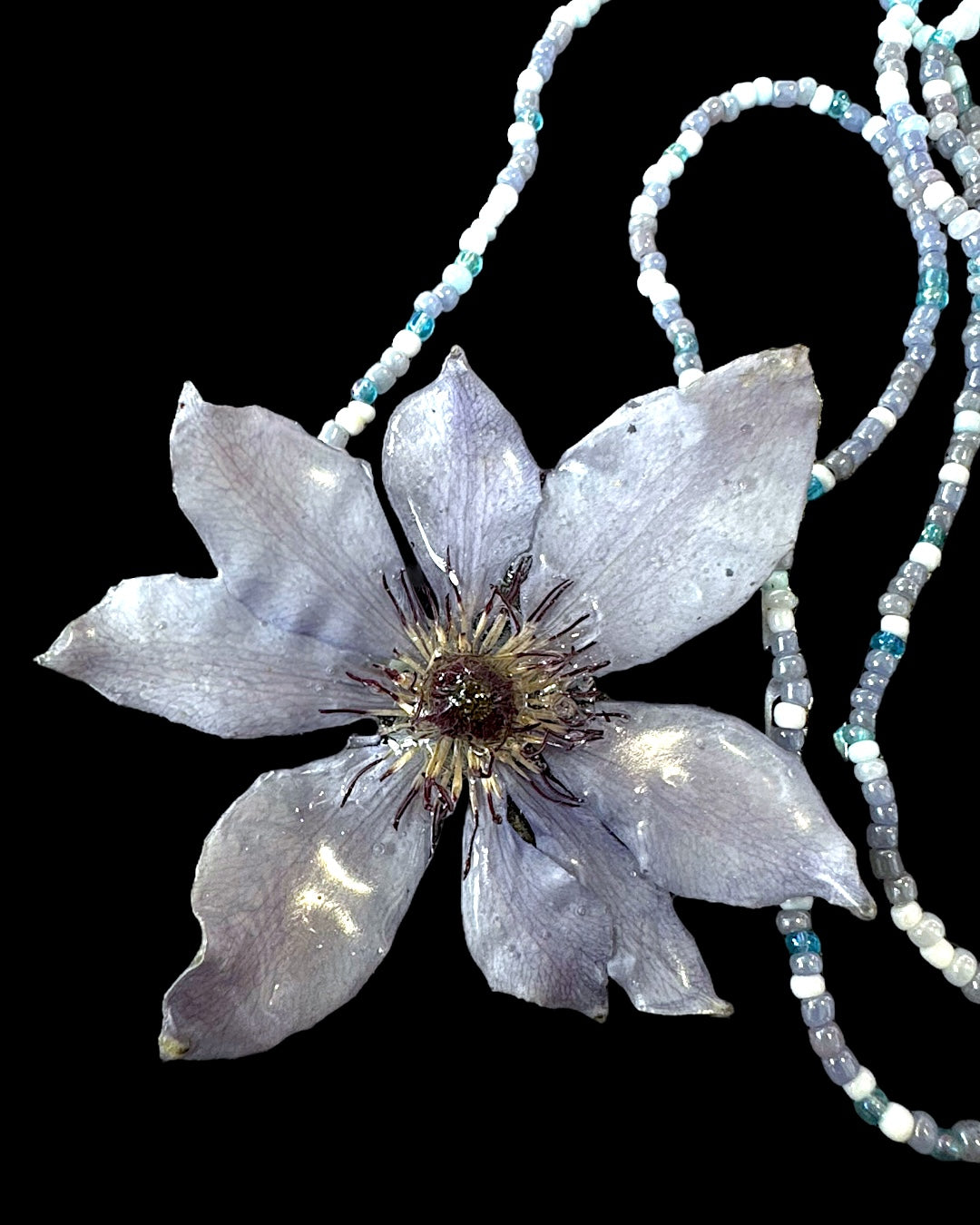 Baby blue clematis