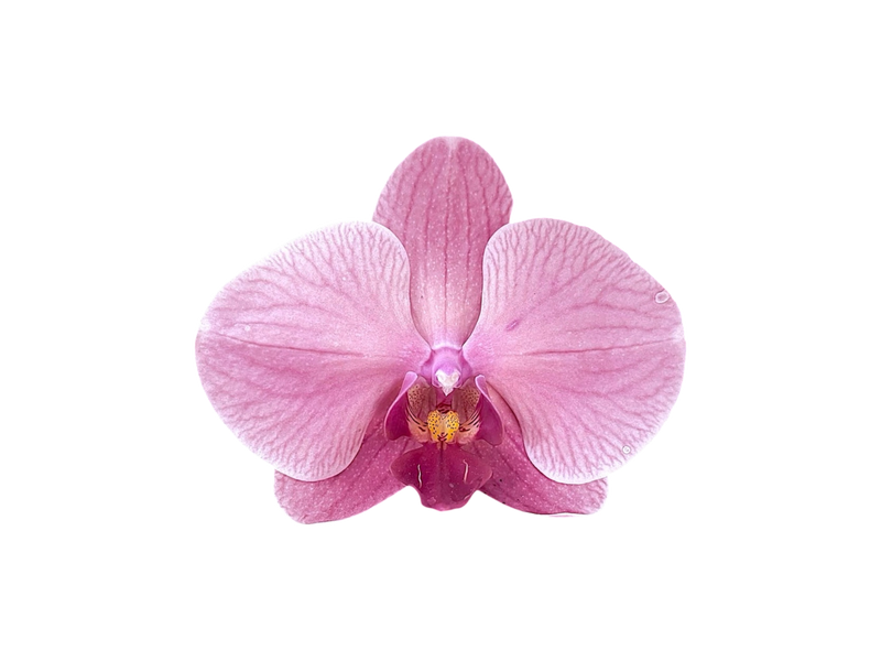 ORCHIDÉE