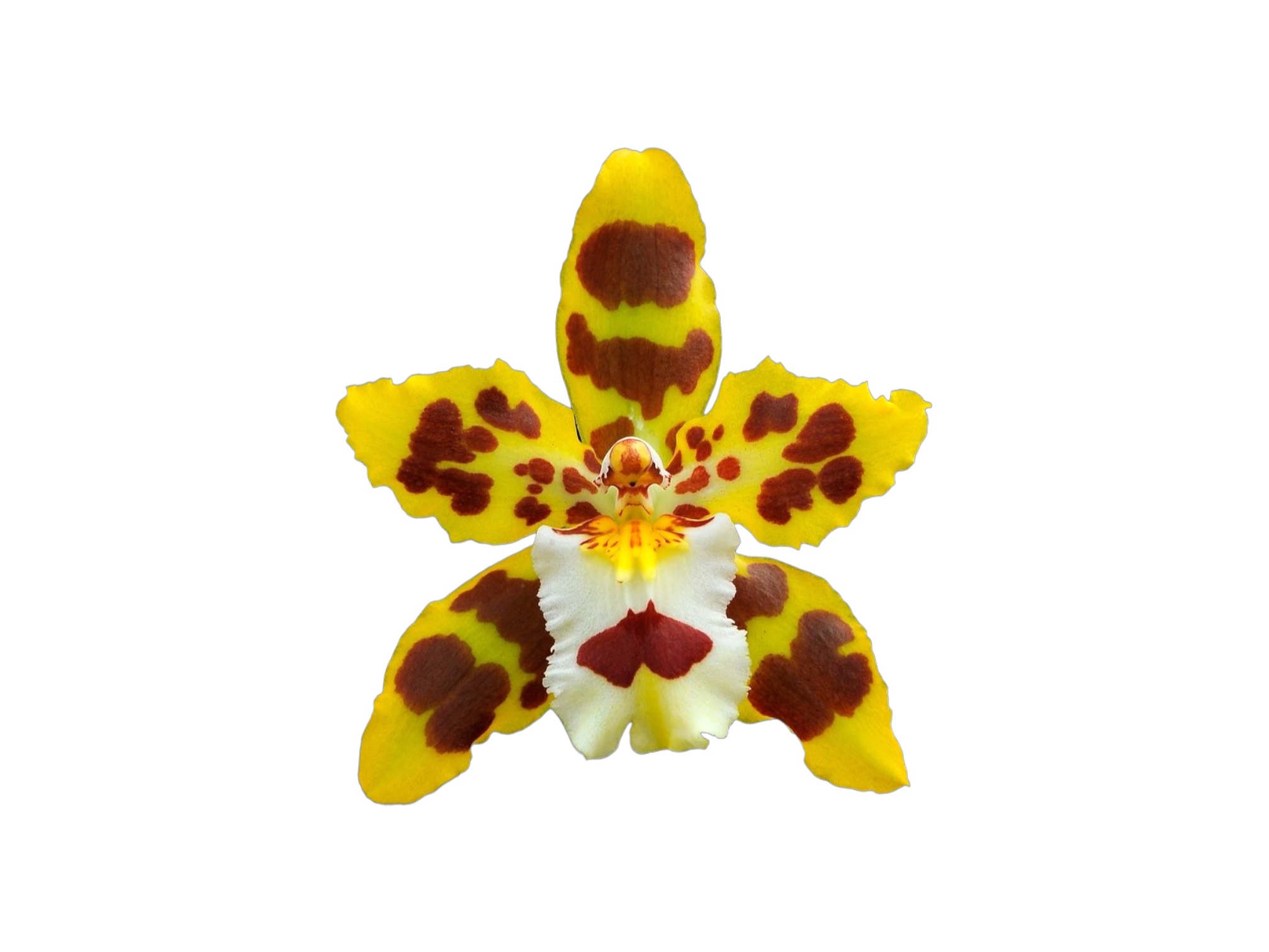 Oncidium