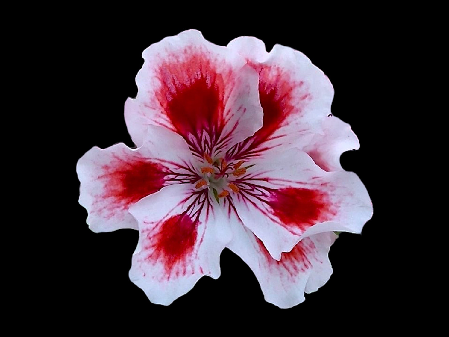 ❥ Pelargonium