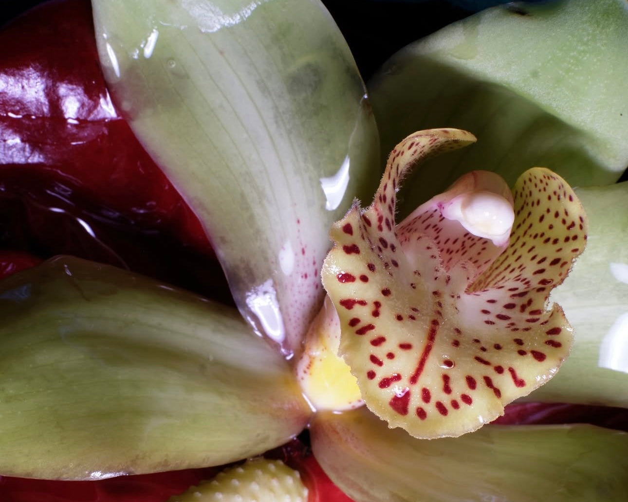 SIGNATURE COLLECTION