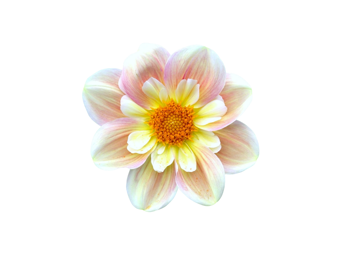 DAHLIA