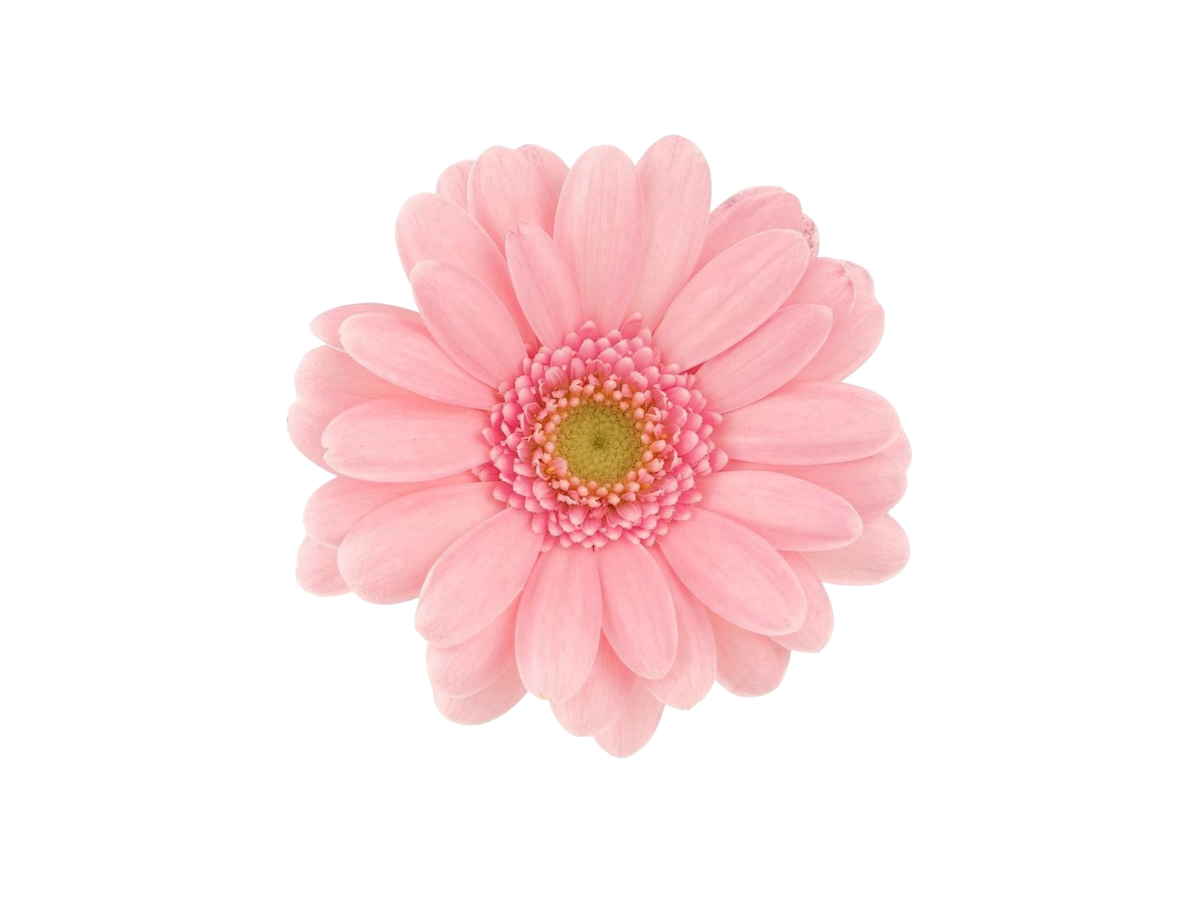GERBERA