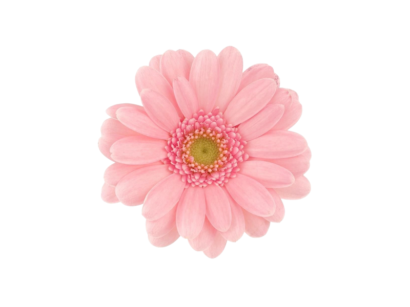 GERBERA