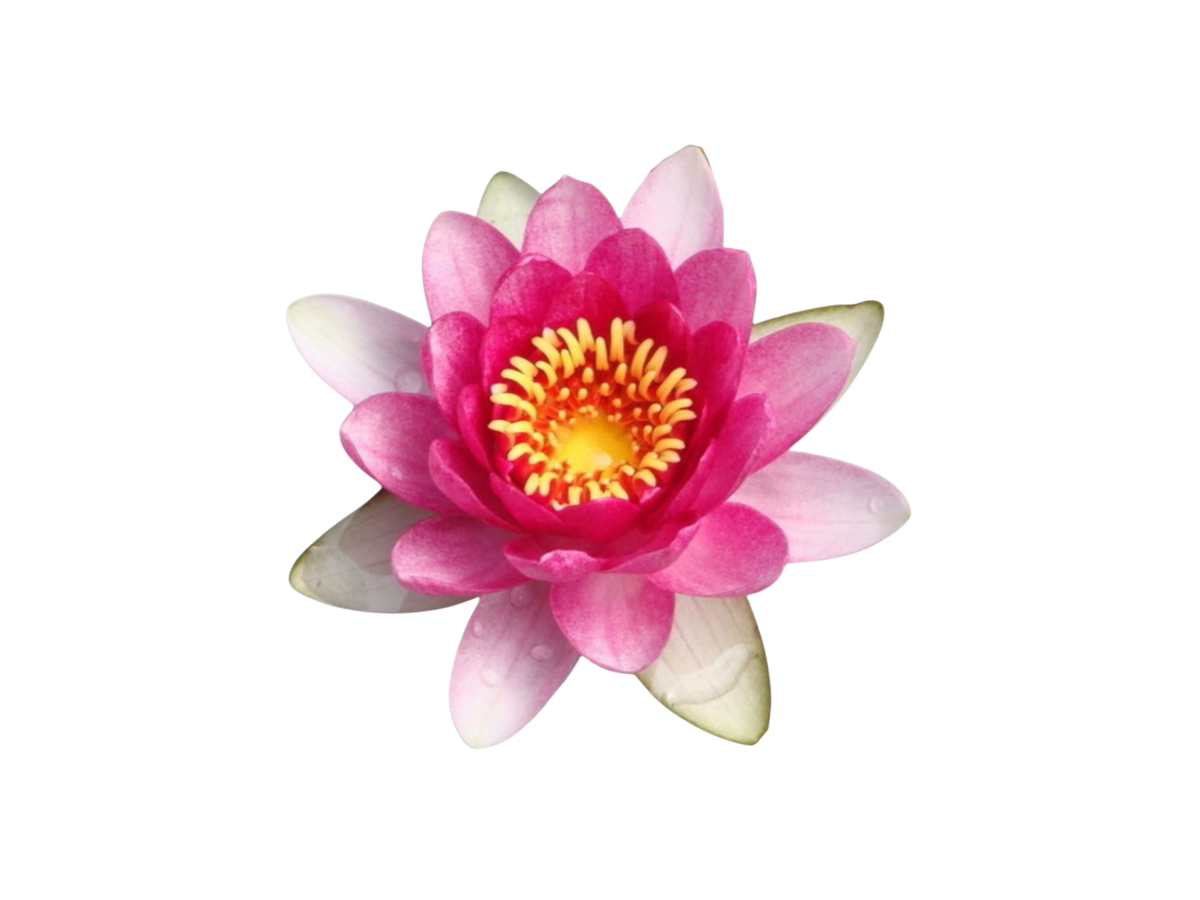 LOTUS