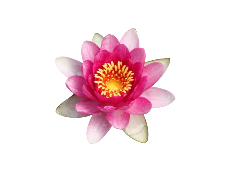 LOTUS