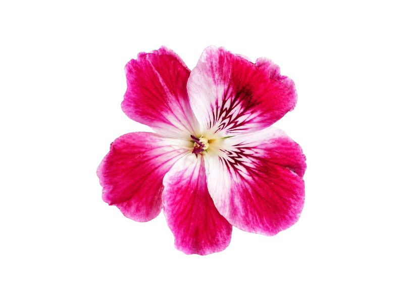 PELARGONIUM