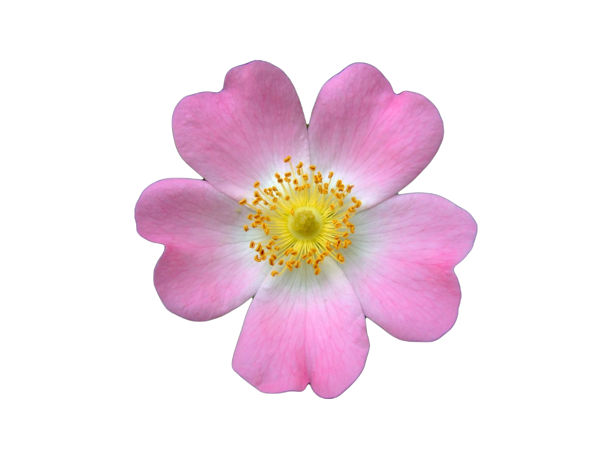 ROSA CANINA