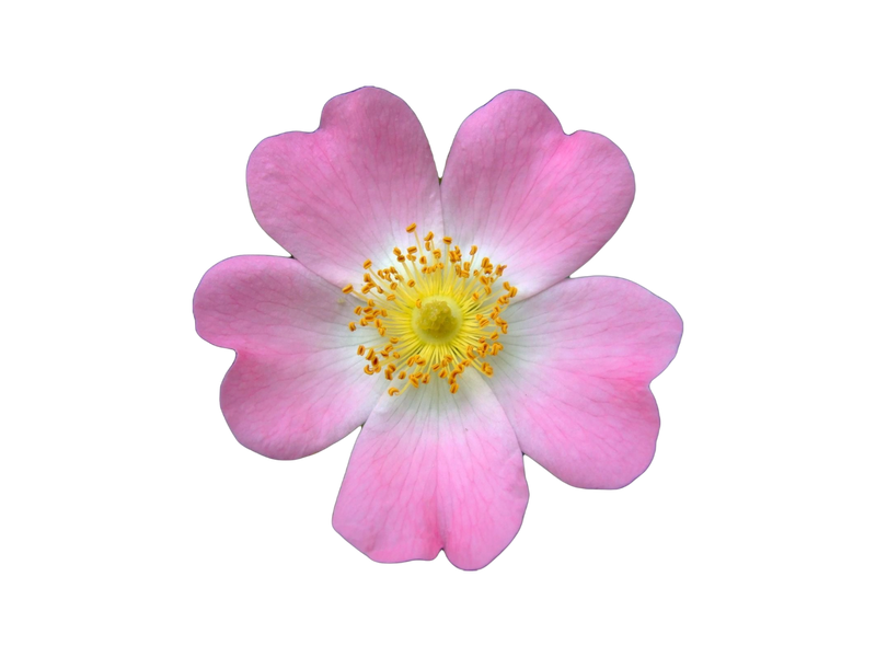 ROSA CANINA