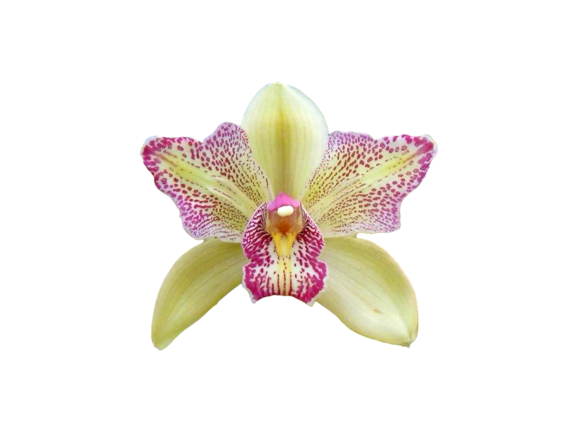 Cymbidium