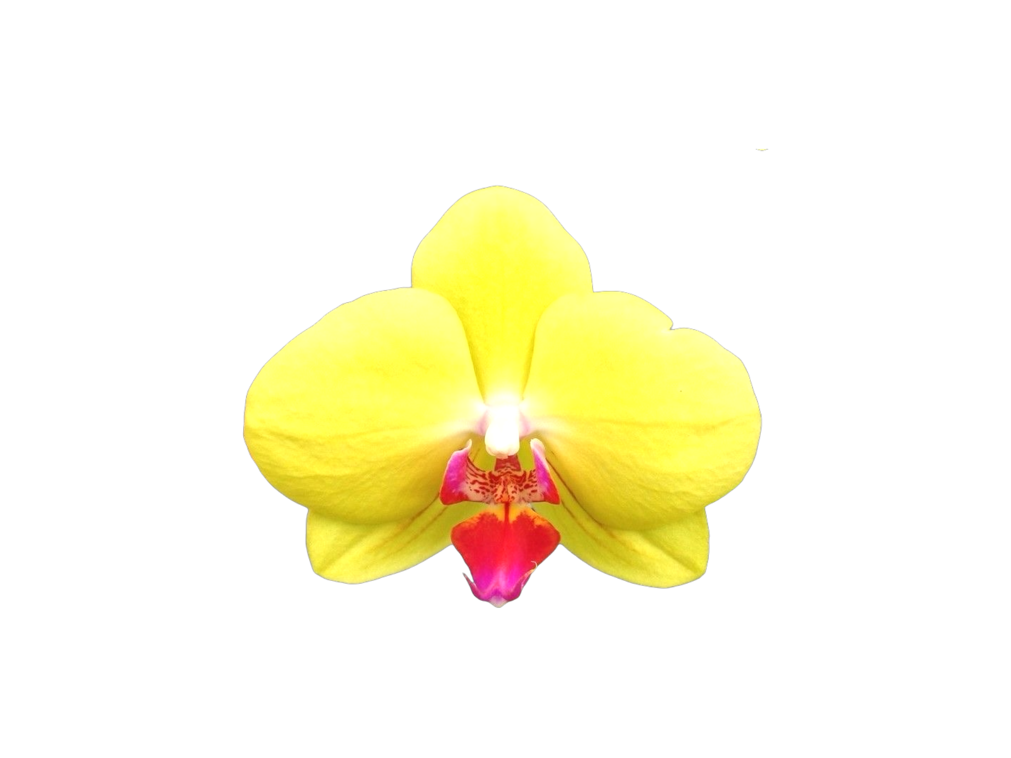 Phalaenopsis