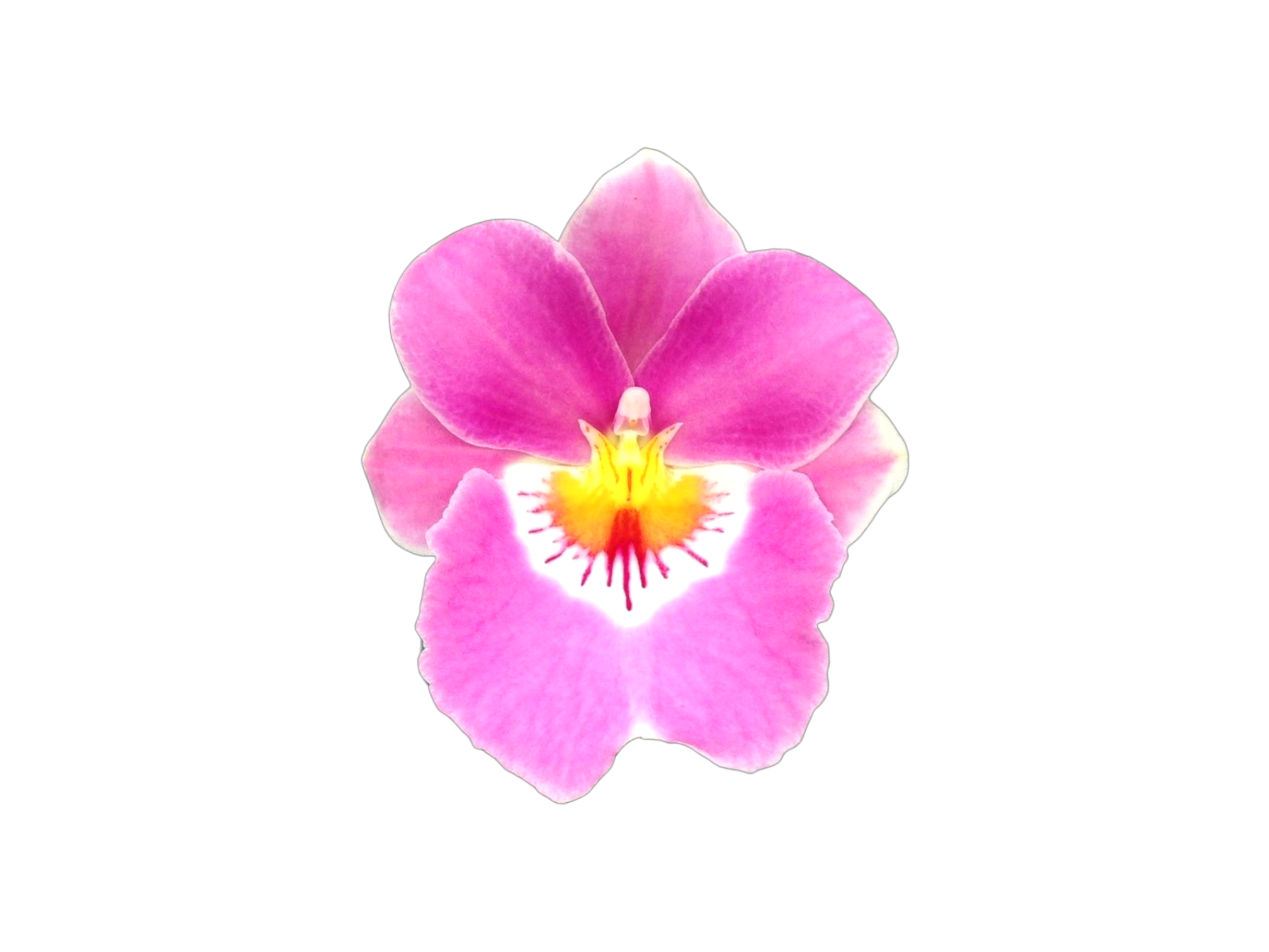 Miltoniopsis