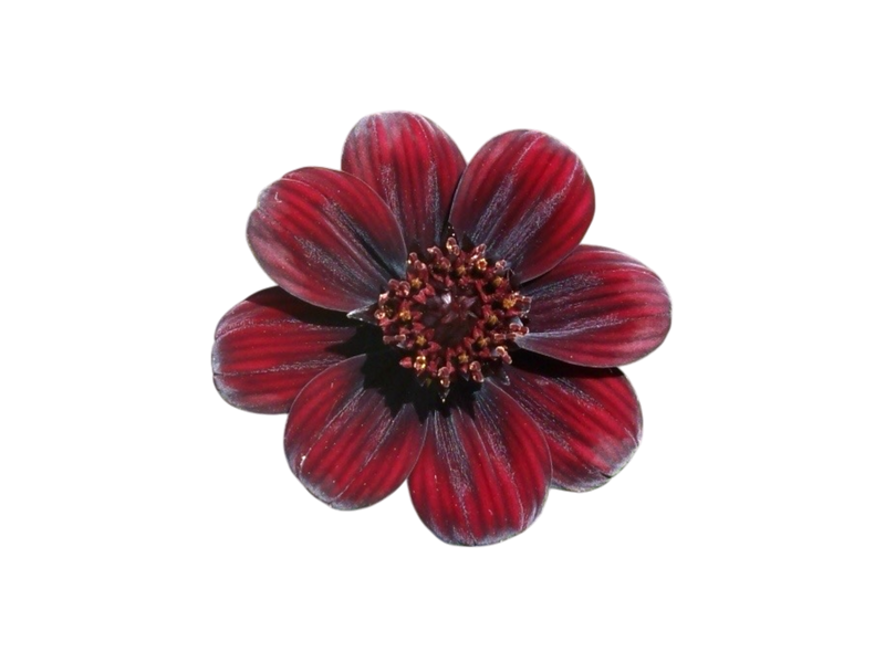 COSMOS