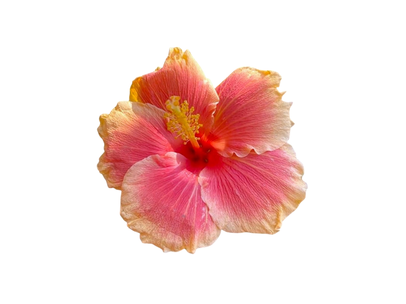 HIBISCUS