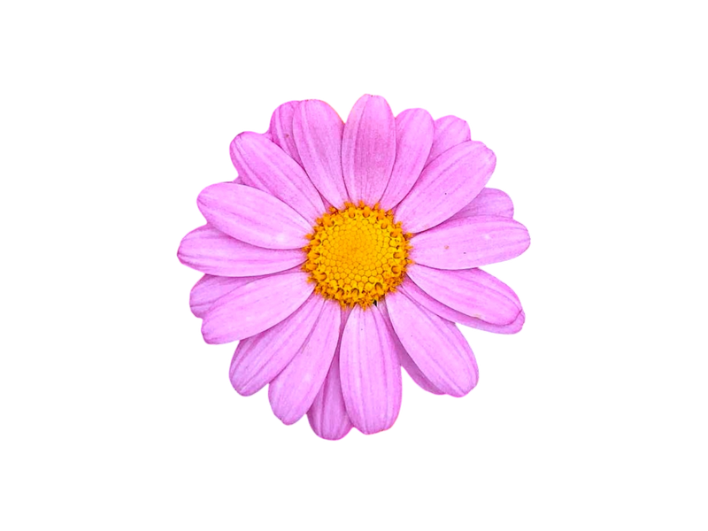 MARGUERITE