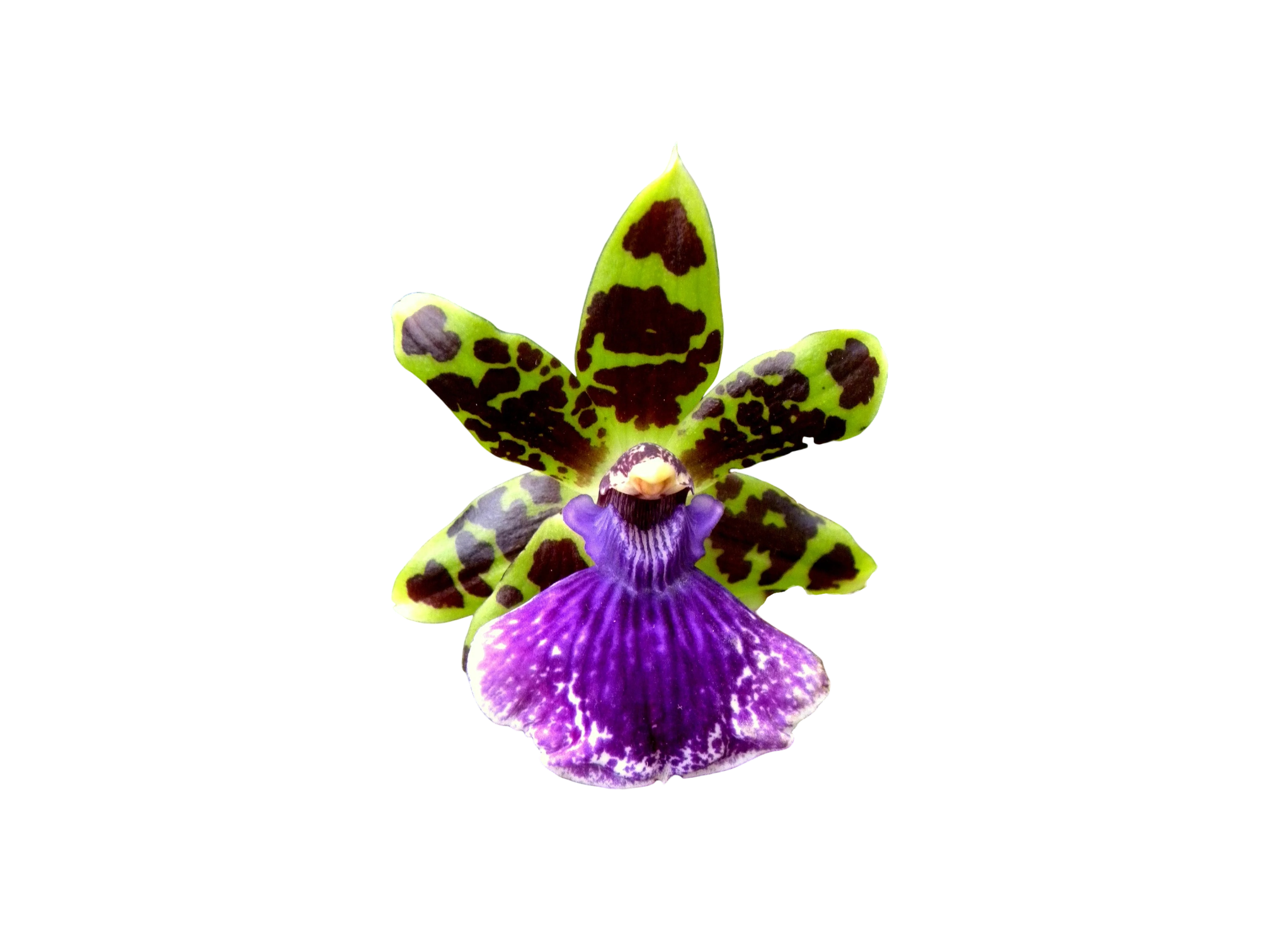 Zygopetalum