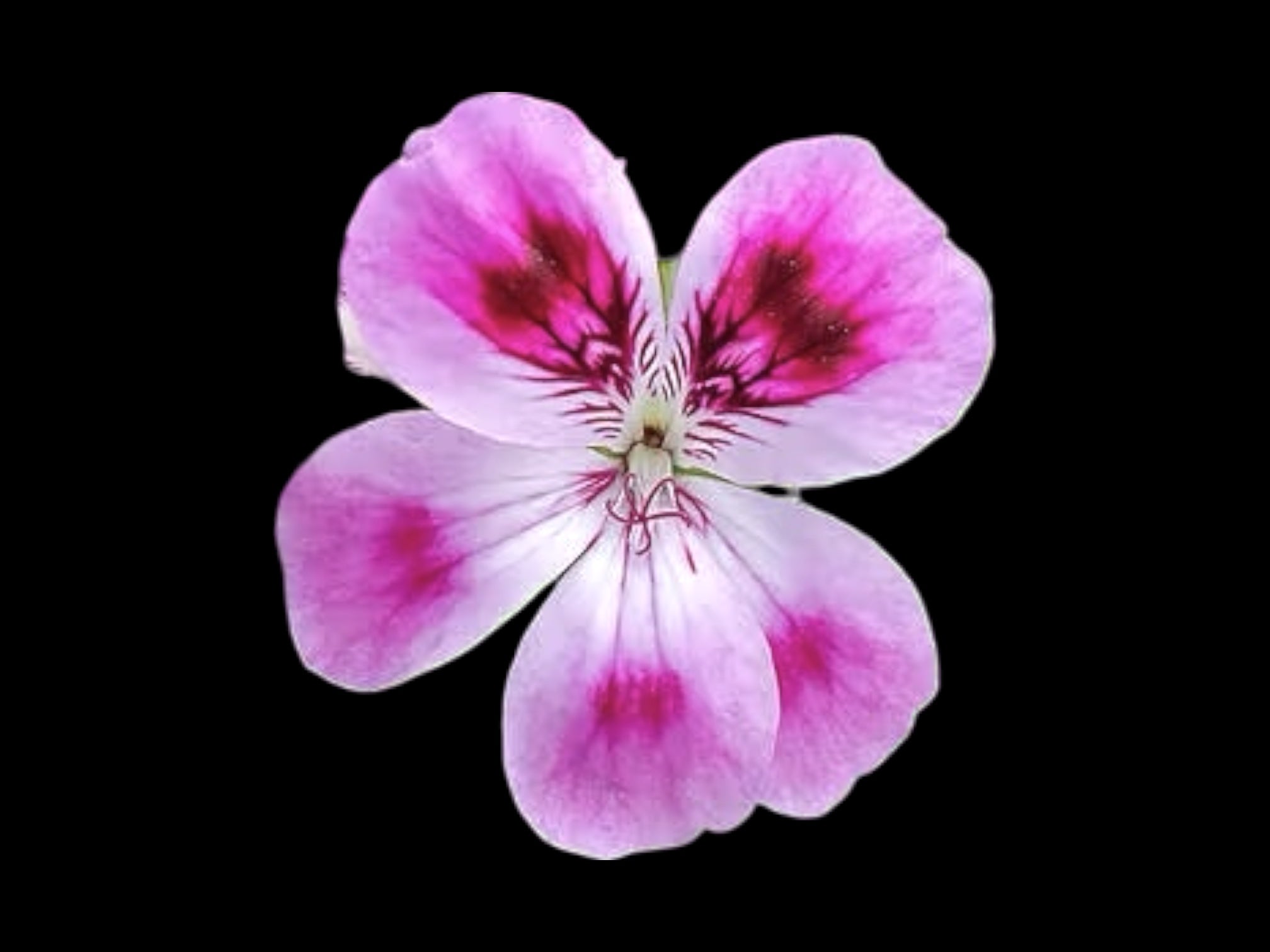 ❥ Pelargonium