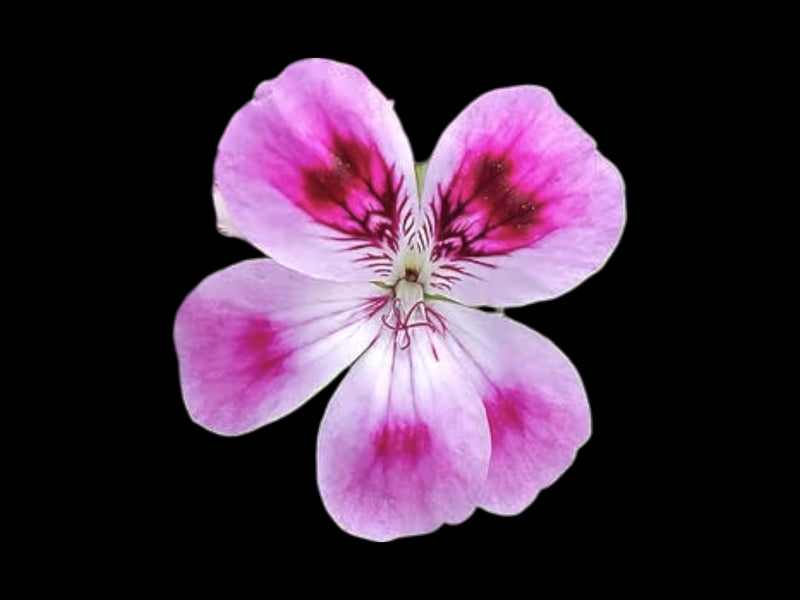 ❥ Pelargonium