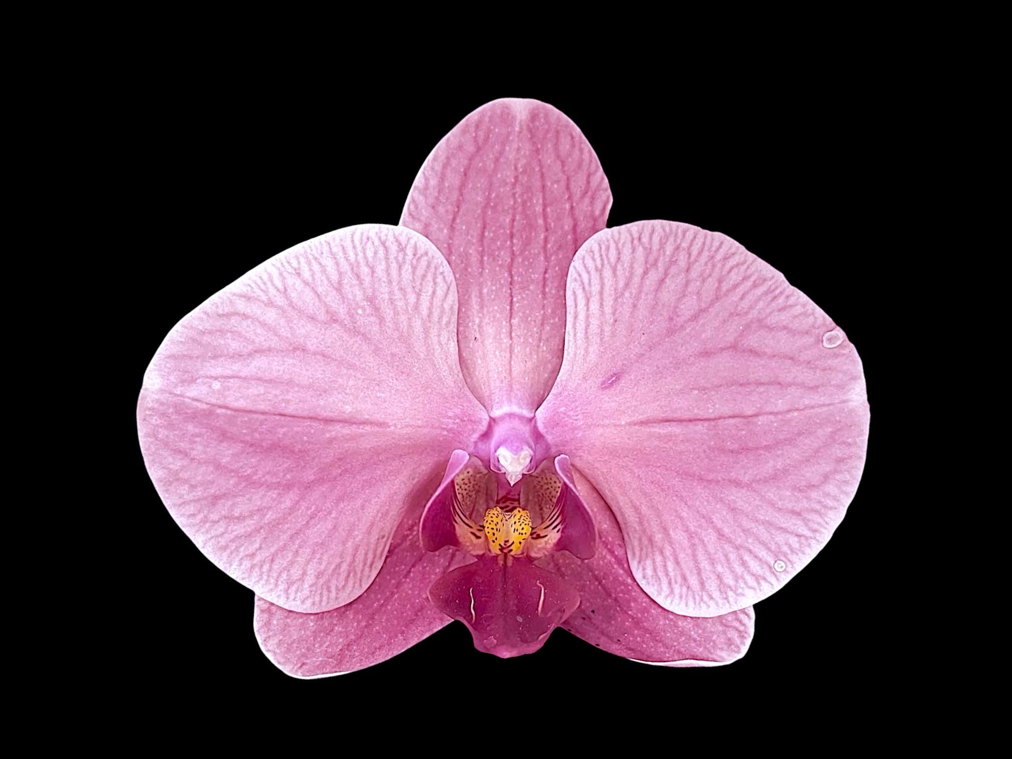 ❥ Orchidée