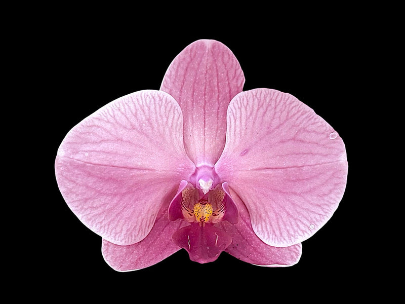 ❥ Orchidée