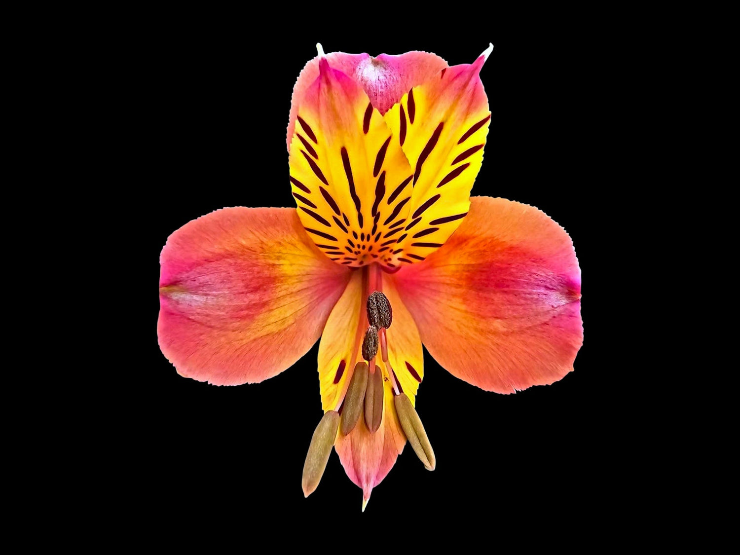 ❥ Lys des incas