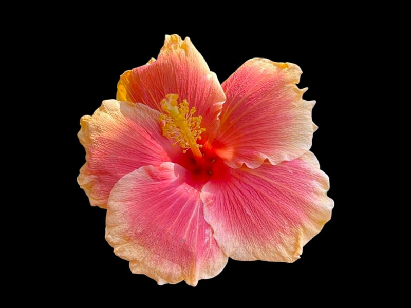 ❥ Hibiscus