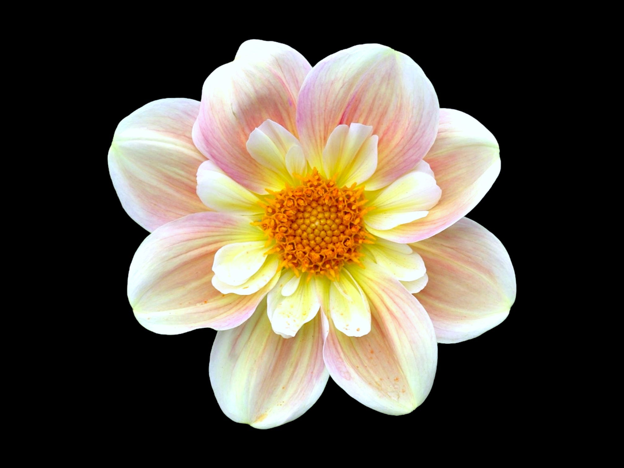 ❥ Dahlia