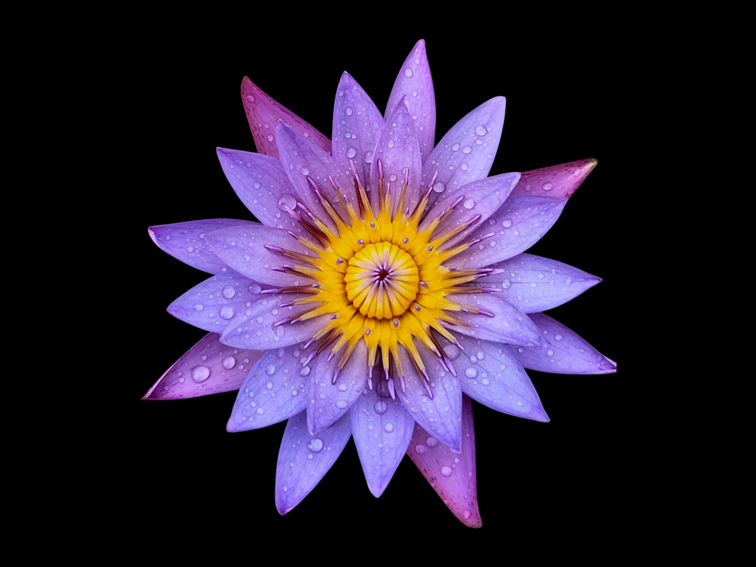 ❥ Lotus égyptien