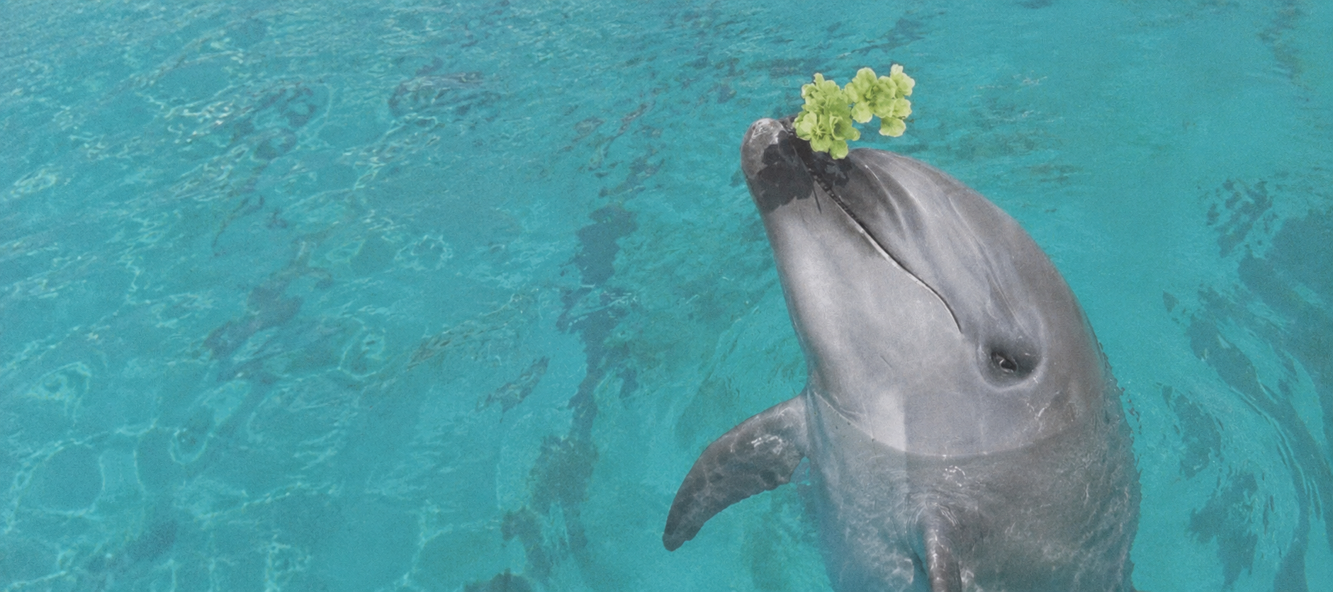 DOLPHIN DROP