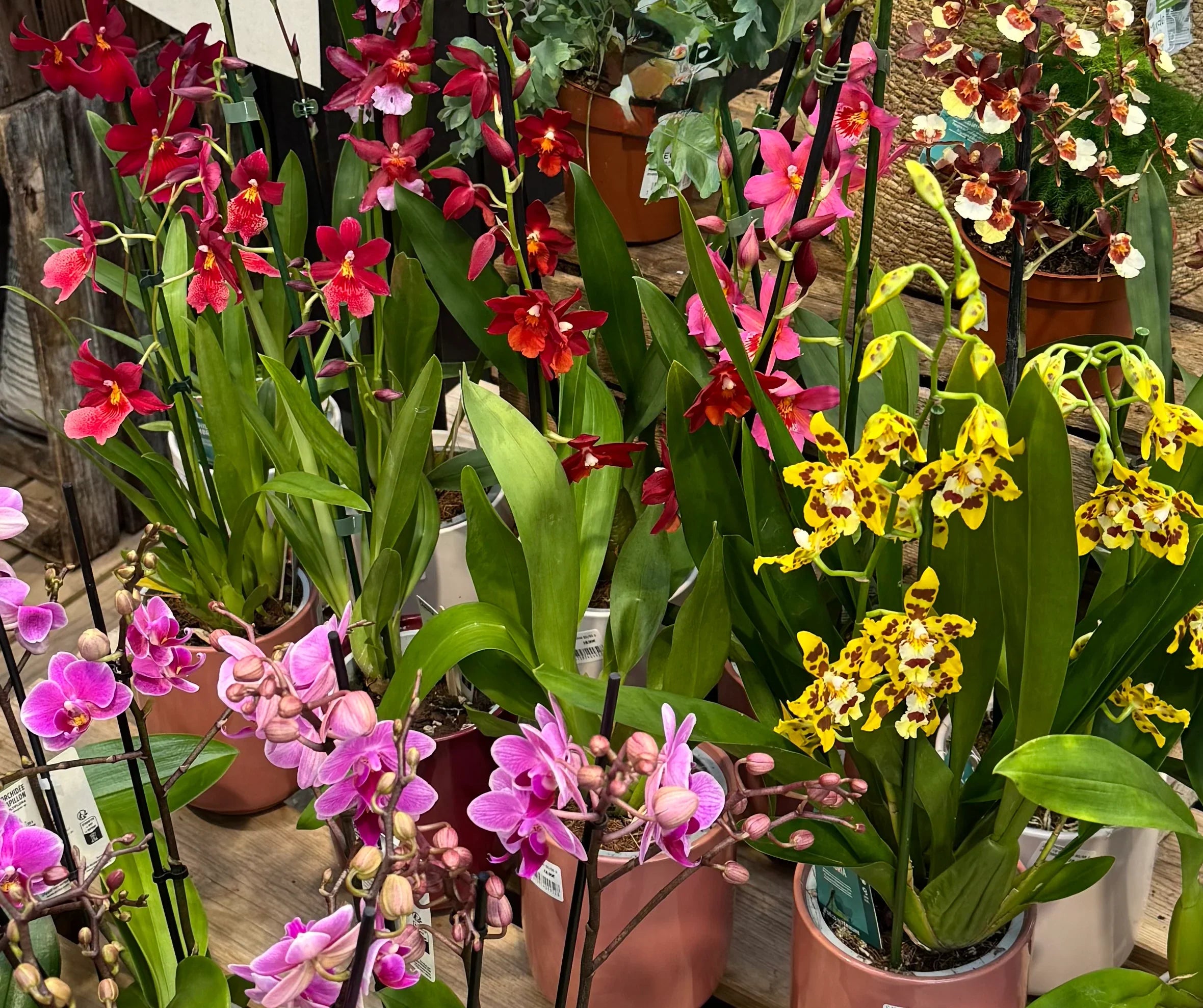 Fleurs amovibles