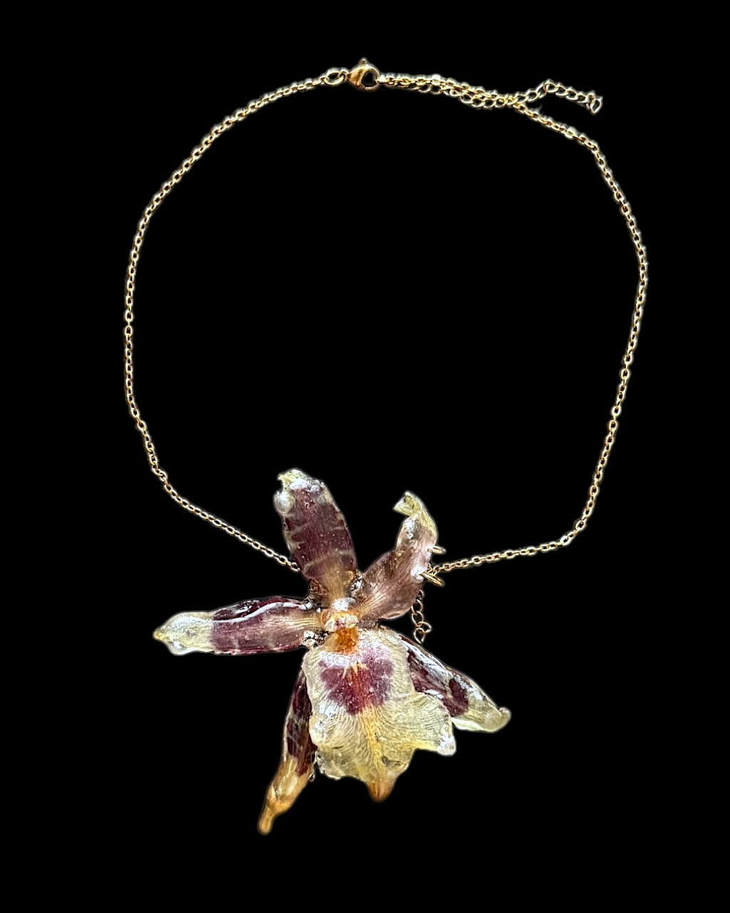 Goldener Tropfen Brassia