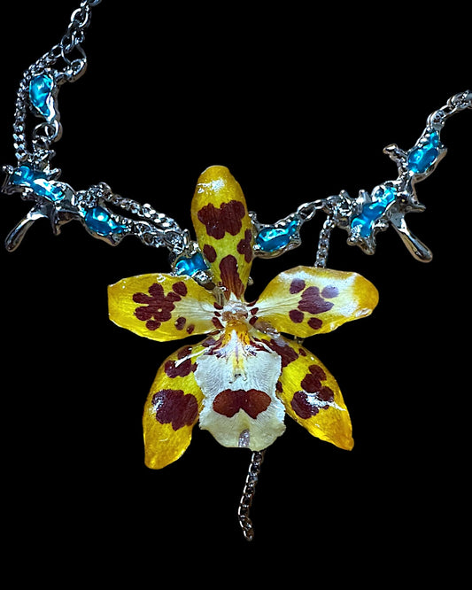 Yellow Oncidum