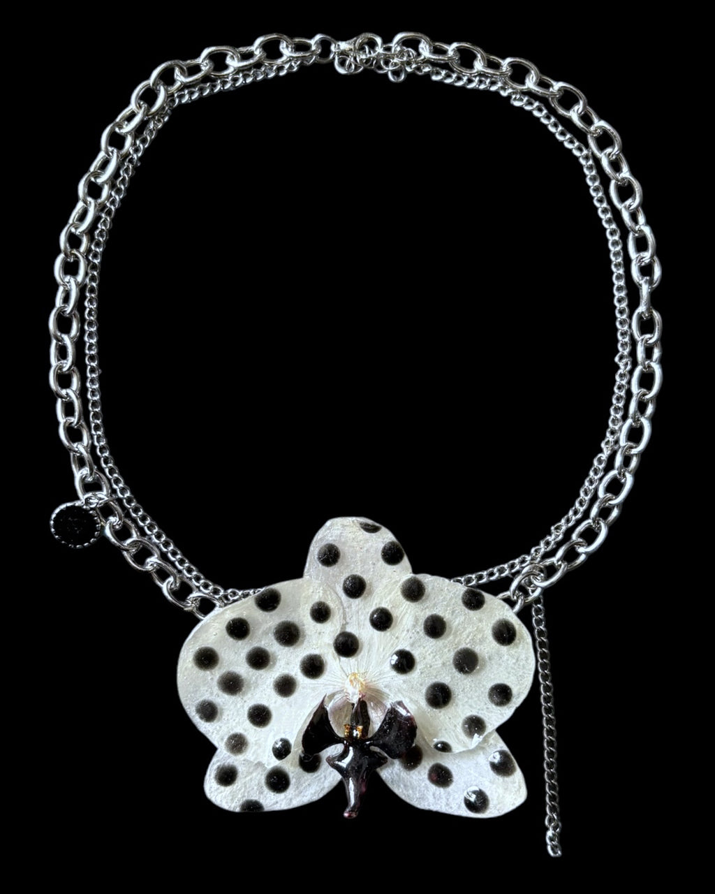 gepunktete Phalaenopsis