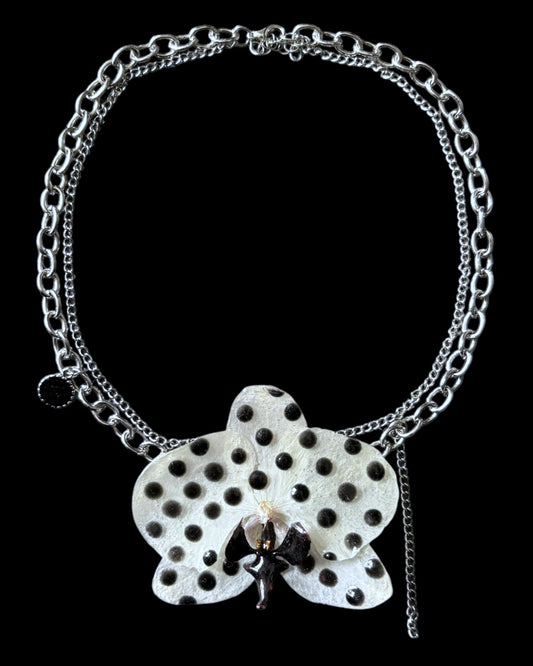 polka-dot phalaenopsis