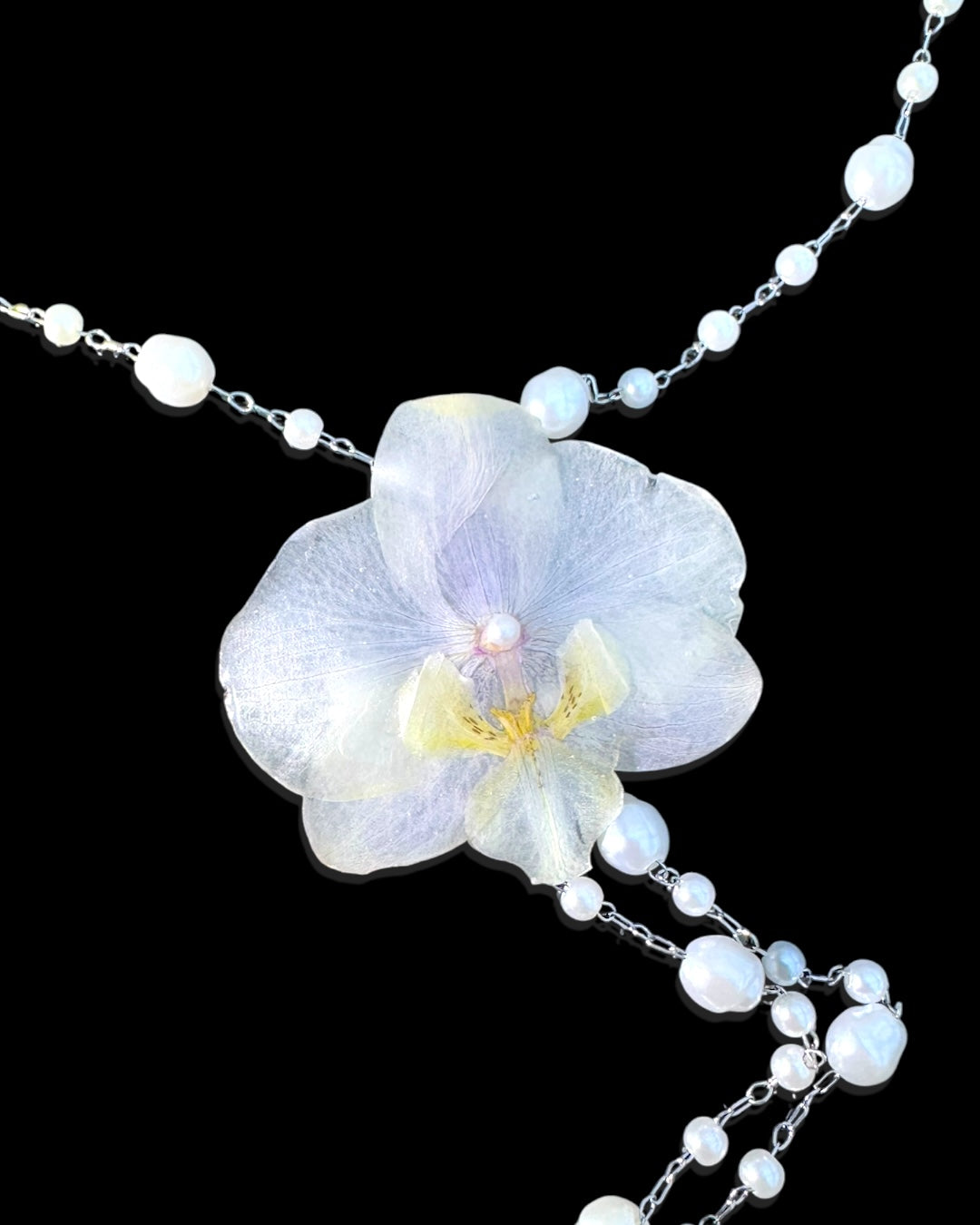 phalaenopsis pearls