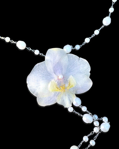 phalaenopsis pearls