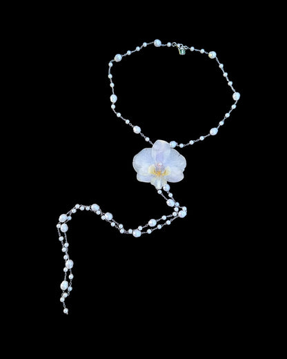 phalaenopsis pearls