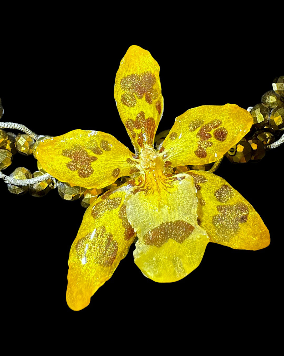 Oncidium-Giraffe