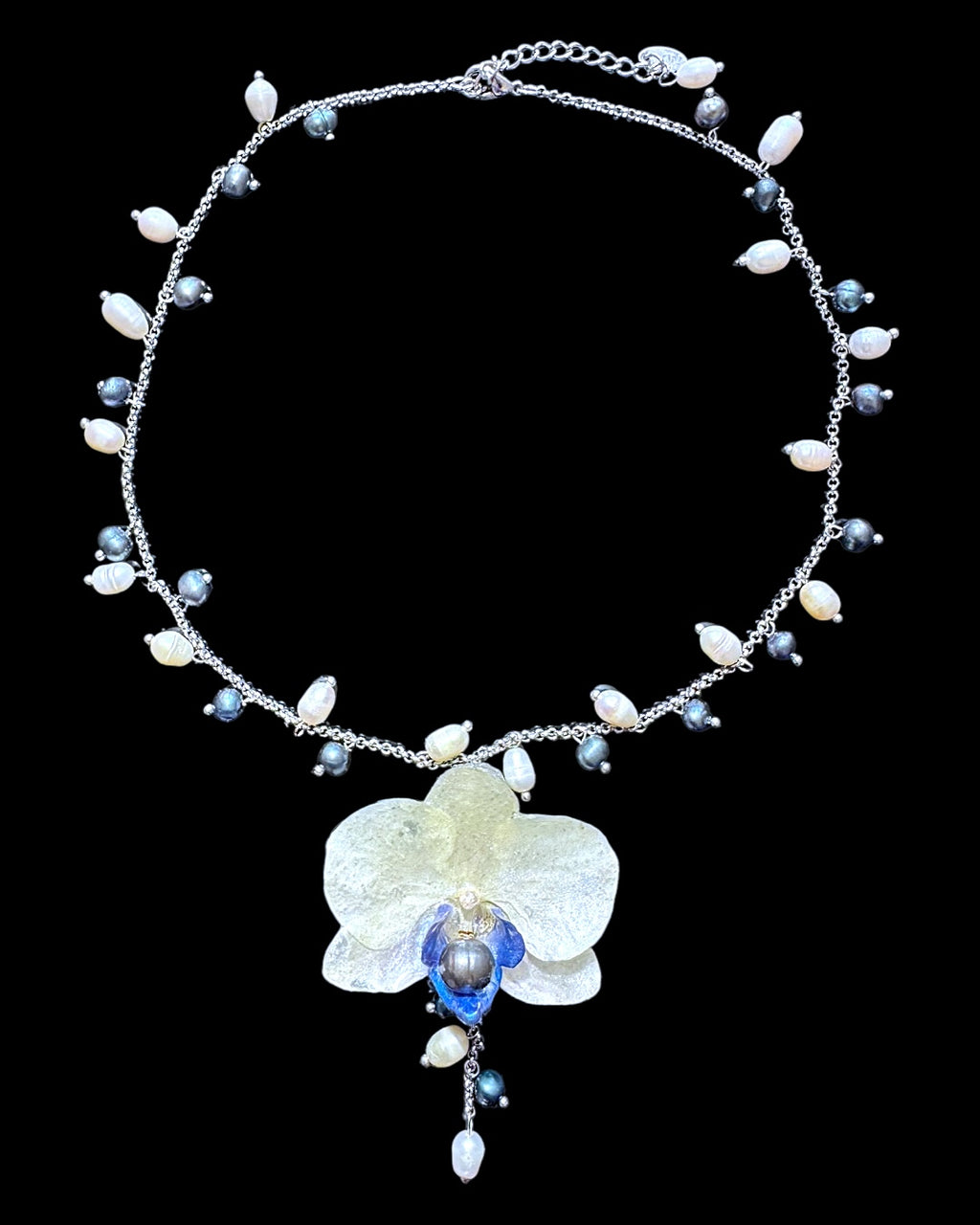 White & blue orchid