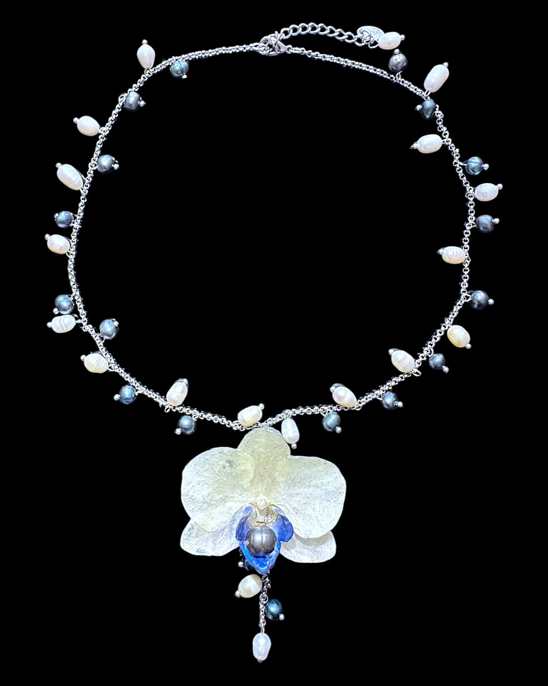 White & blue orchid