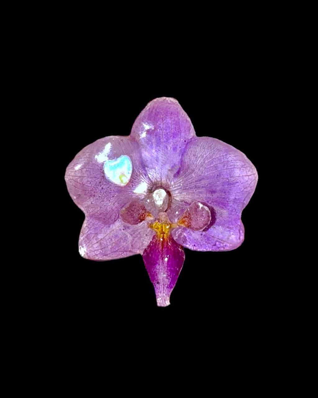 Mini purple orchid