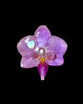 Mini purple orchid
