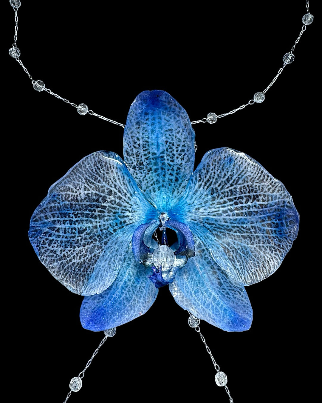 Big blue orchid